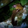 Kynkazu - Potos flavus - Kinkajou o4339